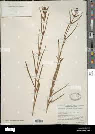 Image result for Pycnostachys reticulata