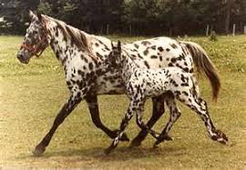 Black And Brown Spotted Horse Black White Spotted Horse Yahoo Image Search Results Appaloosa Horses Horses Spotted Animals