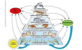 Build A Marine Food Web Trophic Level Food Web Ocean Food Web