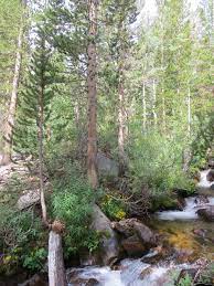 Pinus contorta subsp.murrayana (balfour) engelmann. Pinus Murrayana Lodgepole Pine