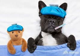 If your puppy is showing signs of fever, especially with vomiting and diarrhea, it is possible that she is suffering from. How To Tell If A Dog Has A Fever Without A Thermometer Barkibu Br