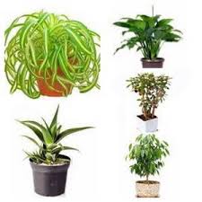 Discover 24 types of tropical foliage house plants for your home and workplace. House Plant Types Categories Of Indoor Plants
