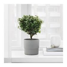 Papaja Plant Pot Light Pink 4 Ikea Kitchen Plants Plants Indoor Plant Pots