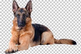 German Shepherd Puppy Labrador Retriever White Shepherd Dog Breed Png American Kennel Club Animals Bre Labrador German Shepherd Puppies Shepherd Dog Breeds
