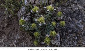 Image result for Rhynchosia kilimandscharica