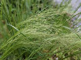 Image result for Agrostis isopholis