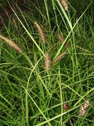 Image result for Cenchrus unisetus