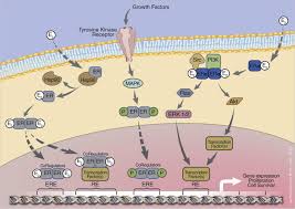 The journal of clinical endocrinology 13. Ovarian Ablation For Premenopausal Breast Cancer A Review Of Treatment Considerations And The Impact Of Premature Menopause Cancer Treatment Reviews