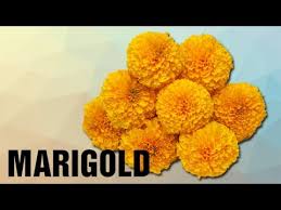 Maybe you would like to learn more about one of these? How To Pronounce Marigold Pronunciation In Hindi Flowers Hd Lehren Kids Youtube