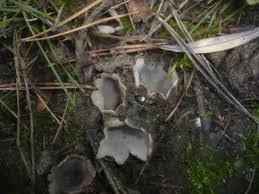 Image result for Gymnosporia arenicola