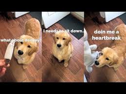 Accidentally Broke My Dog S Favorite Toy Youtube Dogs Youtube Dogs Golden Retriever