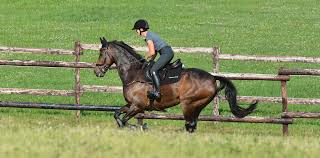 Every horse is entitled to a nice big fail every now and again; Our Top Training Tips For Clearing The Cross Country Jumps
