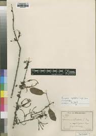 Image result for Plicosepalus sagittifolius