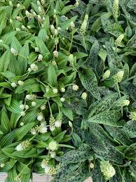 Image result for Drimiopsis