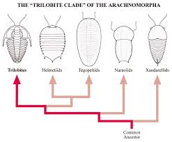 Trilobite Classification Chart