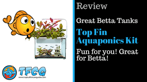 These are some of the aspects you should take into consideration before adding new inhabitants to your betta's home. Betta Fish Tanks Top Fin Aquaponics Review 2021