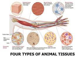 These tissues combine to form organs—like the skin or kidney—that have specific, specialized functions within the body. Presentation03 Plant And Animal Tissues
