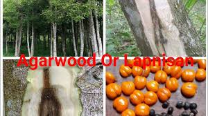 The high value of agarwood has attracted many potential buyers around the world. Agar Wood Or Lapnisan Plantations In The Philippines Youtube