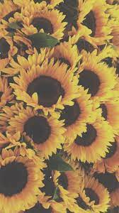 We did not find results for: Grunge Sunflower And Sunflowers Image 6606015 On Favim Com