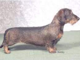 Mom is belongs to us. Wire Haired Dachshund Breed Guide