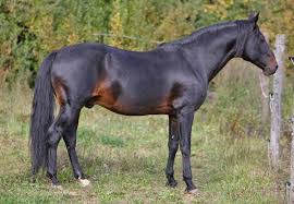 Real Horse Colors And Equine Color Genetics Horse Coloring Horses Unusual Horse