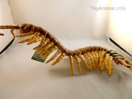 Scolopendra viridicornis is a species of centipede in the family scolopendridae which can be found within the amazon rainforest, the type locality being in brazil. Amazonian Giant Centipede Toyanimalwiki