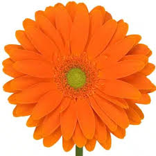Image result for Gerbera