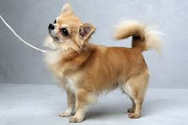 Westminster S Best Of Breed Westminster Dog Show Breeds Lap Dogs