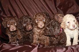 Beautiful australian labradoodle puppies for sale from the heart of scotland, as well as breeders and breeding services in the uk. 30 Top Images Australian Doodle Puppy Uk Manorborn Asd Australian Labradoodles Breeders Labradoodle Puppies Uk Kimkardashiannipslipcoolszxv