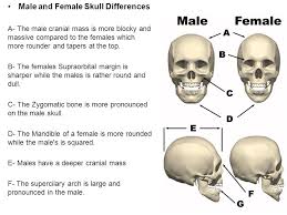 Nov 05, 2019 · 16 photos of the rib cage diagram with organs. Female Skull Male Vs Female Anatomy
