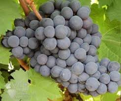 O vidigueira trincadeira foi o último da família dos monocastas a ser lançado, durante o ano de 2020. Tinta Amarela Trincadeira Wine Information