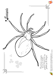 Epingle Par Jose Rodriguez Sur Bugs Coloriage Araignee Coloriage Insectes Dessin Araignee