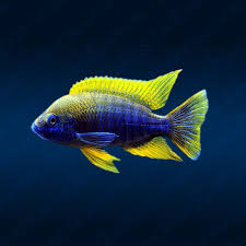 Image result for Aneilema spekei