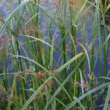 Jun 11, 2021 · wähle zu jeder stufe, die du anlegst, die passenden wasserpflanzen: Langes Zyperngras Cyperus Longus Wasserpflanze Mit Papyrusartiger Erscheinung Native Plants
