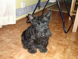 Image result for skotský teriér