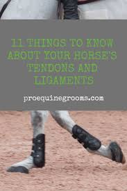 Passes over the back of the knee, held in place by the check ligament, passes over the sesamoid bones and fans out over the navicular bone. Pro Equine Grooms Top 11 Things About Horse Tendons And Ligaments