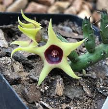 Image result for Huernia verekeri