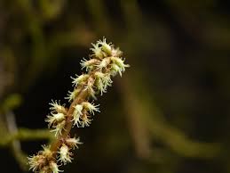 Image result for Remusatia