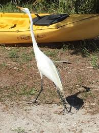 We are a short drive from tampa, clearwater beach, st. Pinellas Kayak Rentals St Petersburg 2021 All You Need To Know Before You Go Tours Tickets With Photos Tripadvisor
