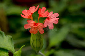 Image result for Crossandra nilotica