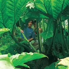 Image result for Gunnera