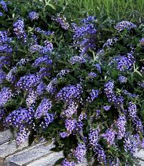 Bodendecker Buddleia Dreaming Lavender Schattenpflanzen Garten Garten Und Garten Ideen