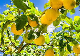 It's important to remember that fruit a citrus tree gives will depend both on the type of fruit and the variety. Lemon Tree Guide How To Grow Care For Lemon Trees