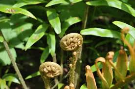 Image result for Blechnum tabulare