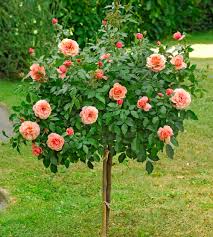 Questa peonia molto profumata presenta uno dei più bei fiori doppi rosa acceso. La Rosa Alberello Acquistala Da Donnaflora Garden Center