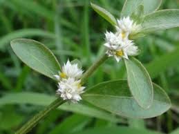 Image result for Amaranthaceae