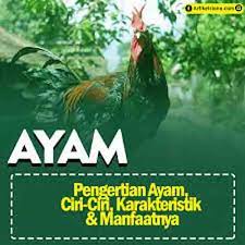 Hewan merupakan sumber daya alam yang dapat dimanfaatkan oleh manusia untuk memenuhi berbagai kebutuhan. Pengertian Ayam Adalah Ciri Ciri Karakteristik Tempat Hidup Manfaatnya