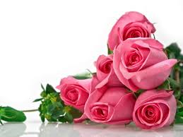 Beautiful Rose Flower Wallpaper Beautiful Rose Flowers Beautiful Rose Flowers Images Nature pictures of flowers and butterflies for iphone and android.