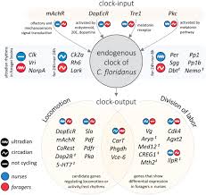 Forager is a 2d open world game inspired by exploration, farming and crafting games such as stardew valley, terraria & zelda. Time Course Rnaseq Of Camponotus Floridanus Forager And Nurse Ant Brains Indicate Links Between Plasticity In The Biological Clock And Behavioral Division Of Labor Biorxiv