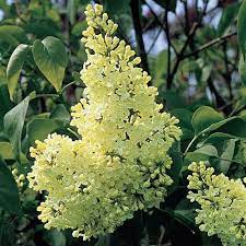Primrose Lilac From Michigan Bulb Yellow Flowering Shrub Bulb Flowers Plants
